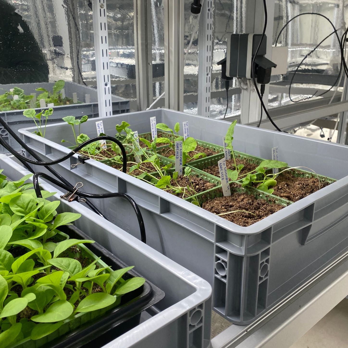Elius greenhouses