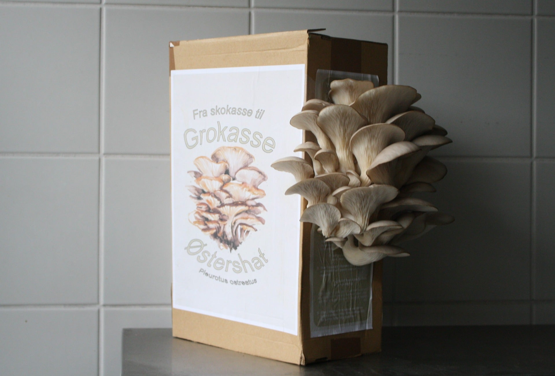 Bylandbruget Baggaarden ApS